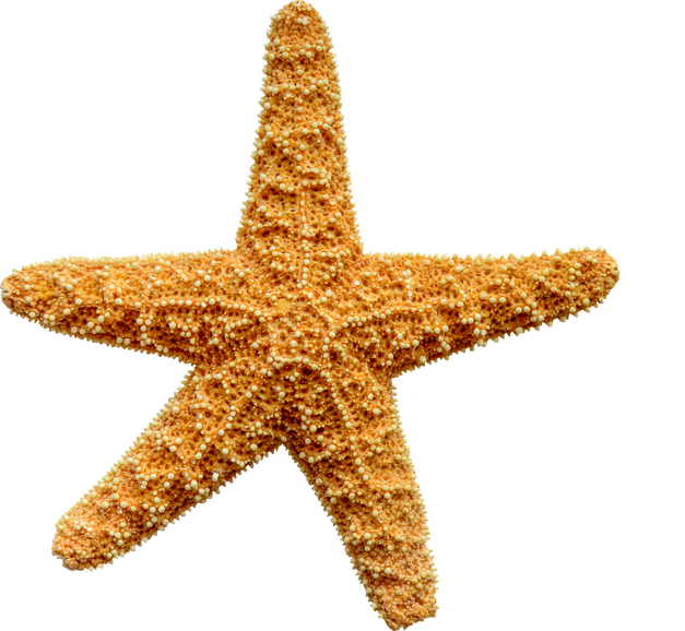 Isolated Starfish