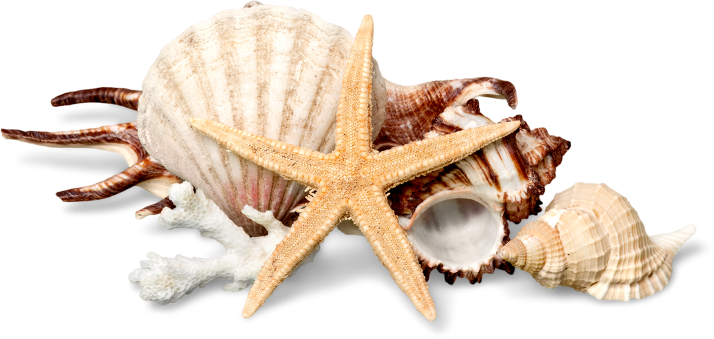 Seashells and Starfish