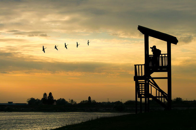 Bird watching