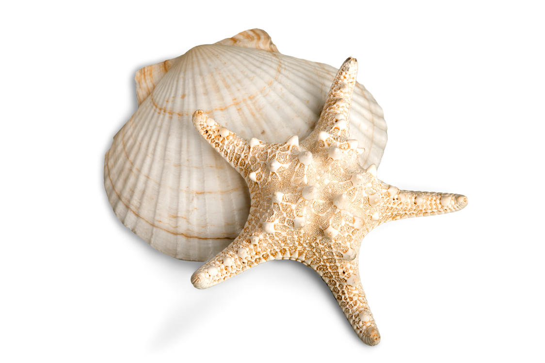 Sand Dollar.